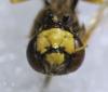 Philanthus coronatus